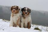 BERGER AUSTRALIEN PUPPIES 554